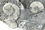 Jurassic Ammonite (Kosmoceras) Cluster - England #220687-1